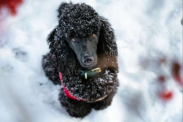 Black dogs are beautiful-Beitrag-Bild