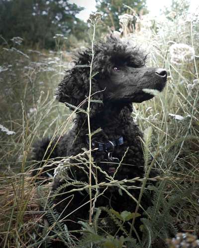 5. Hund im hohen Gras-Beitrag-Bild
