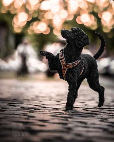 Black dogs are beautiful-Beitrag-Bild