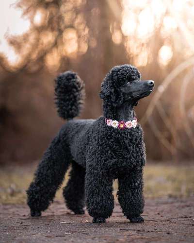 Black dogs are beautiful-Beitrag-Bild