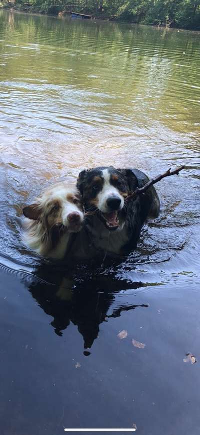 Die Dogorama Wochen Challenge-Beitrag-Bild