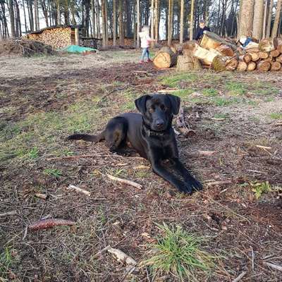 Hundetreffen-Spielrunde