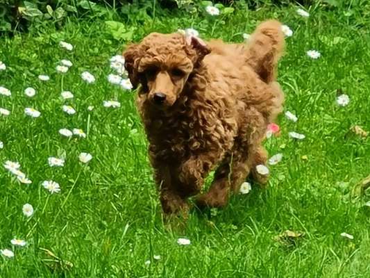 Dogorama Photo Challenge - Hunde in Action-Beitrag-Bild