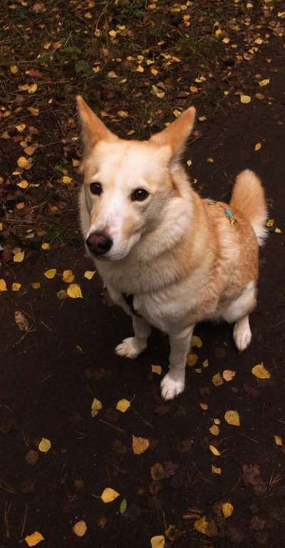 Wohnungssuche mit Hund-Beitrag-Bild