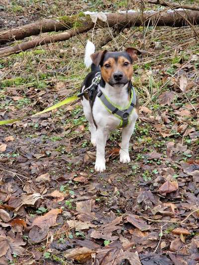 Hundetreffen-Hundetreff in Oslebshausen und umzu-Bild