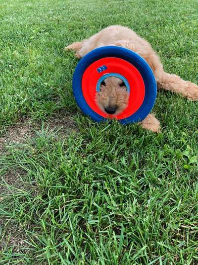 43. Fotochallenge-Zeigt mir eure Ball oder Frisbee verrueckten Hunde-Beitrag-Bild