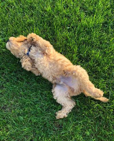 Die Dogorama Wochen Challenge-Beitrag-Bild