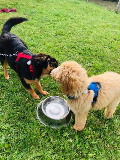 Fotochallenge Nr. 51 "Euer Hund mit anderen Tieren"-Beitrag-Bild