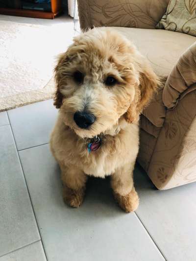 Welpen Bilder !-Beitrag-Bild