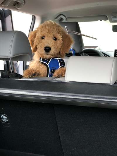 Die Dogorama Wochen Challenge-Beitrag-Bild