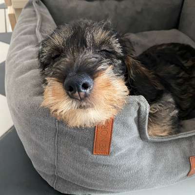 Hundetreffen-Treffen für kleine Hunde