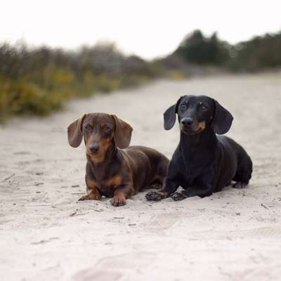 Hundetreffen-Welpentreffen-Profilbild