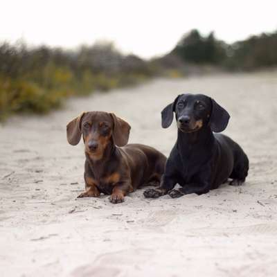 Hundetreffen-Welpentreffen