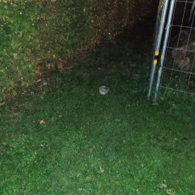 Giftköder-Evtl Giftköder-Bild