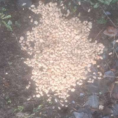 Giftköder-Vermutlich Giftköder in Trockenfutter-Bild