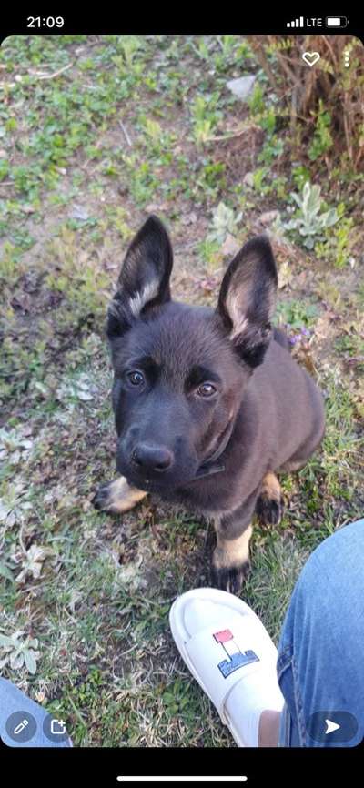 Alles rund um den Schäferhund, diskutieren erwünscht.-Beitrag-Bild