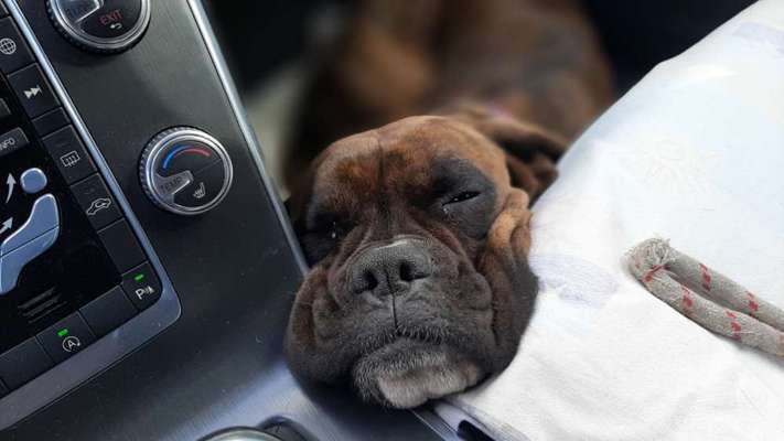 Hundetreffen-Hundetreffen, Begegnungen, Mantrail, Spiel, Wanderung-Bild