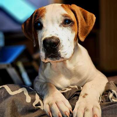 Hundetreffen-Hundespielen im Park-Bild