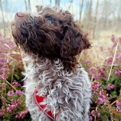 Hundetreffen-Hundetreff Peißenberg und Umgebung-Bild