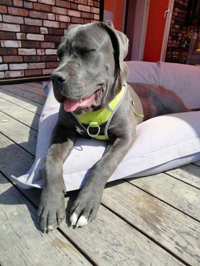Rassensuche Cane Corso Italiano-Beitrag-Bild
