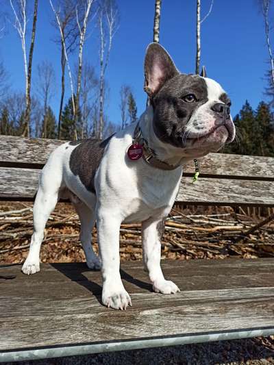 Französische Bulldoggen-Beitrag-Bild