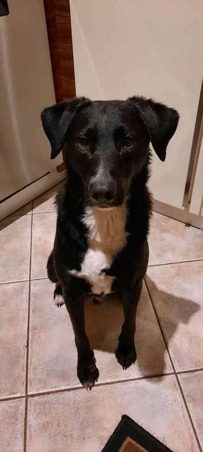 Wo habt ihr eure Hunde her ?-Beitrag-Bild