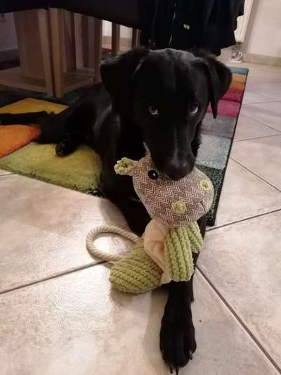 Labradorfans-Beitrag-Bild