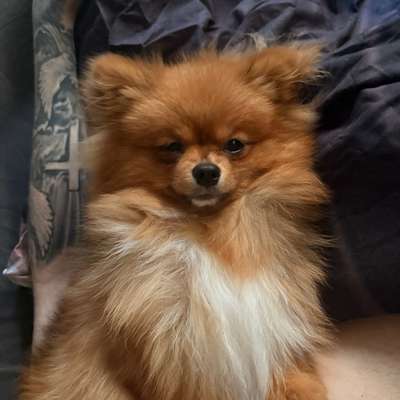 Hundetreffen-Gassi treffen in kemnat-Bild