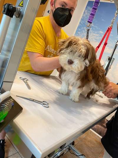 Hundefrisör-Beitrag-Bild