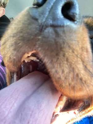 Hundetreffen-Gassi Runde Steller Heide/Hasport-Bild