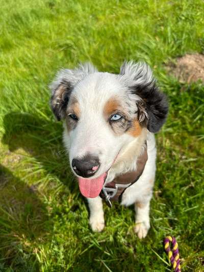 Handy Foto Challange Nr. 46  Happy Dog-Beitrag-Bild