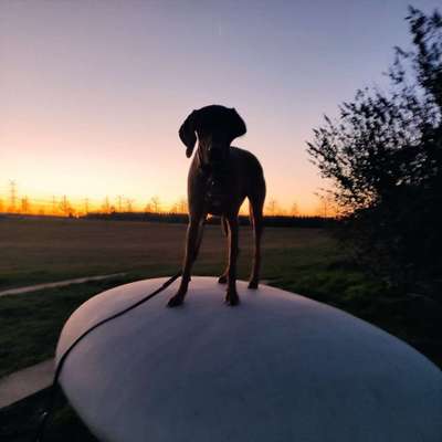 Hundetreffen-Eine Runde toben-Profilbild