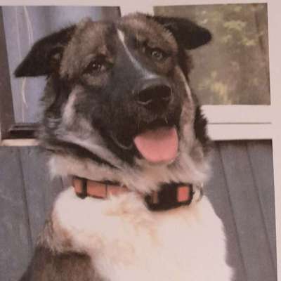 Hundetreffen-Gassirunde in Rottenburg Laaber-Bild