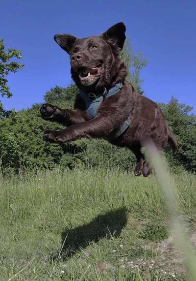 Foto Challenge Nr. 137 - Lass die Ohren fliegen-Beitrag-Bild