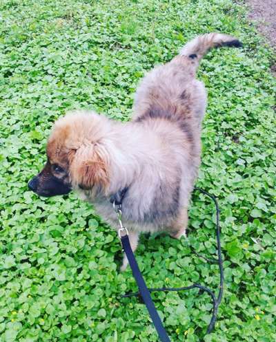 Welpen Bilder !-Beitrag-Bild