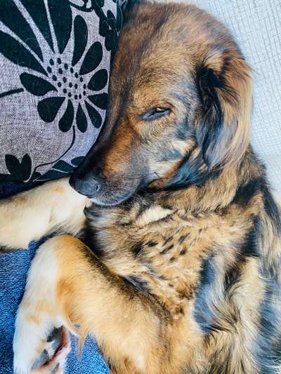 Welpen Bilder !-Beitrag-Bild