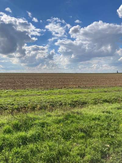 Hundeauslaufgebiet-An den Windrädern-Bild