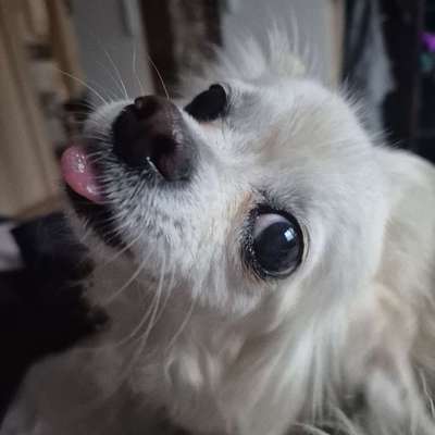 Hundetreffen-Kleine Hunde treffen