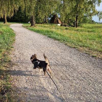 Hundetreffen-Junghund Treffen für kleine Hu d is ca 7-8 Kg-Bild