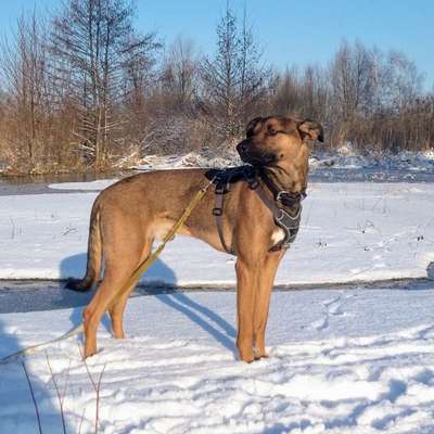 Hundetreffen-Gemeinsames Gassi/Spielen-Bild