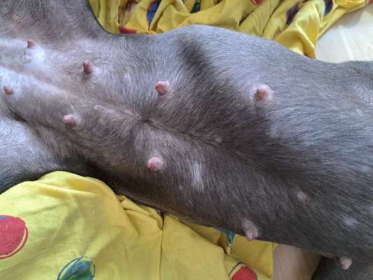 Ausschlag? Allergie? Was könnte das sein.?-Beitrag-Bild