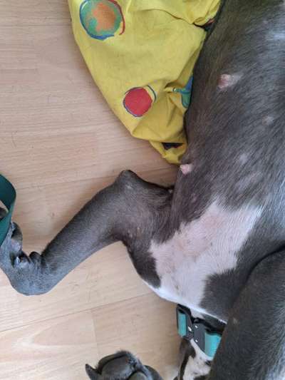 Ausschlag? Allergie? Was könnte das sein.?-Beitrag-Bild