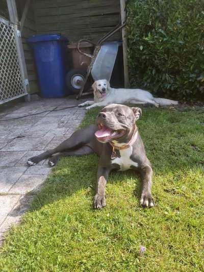 Die Dogorama Kalender Challenge 4/4-Beitrag-Bild