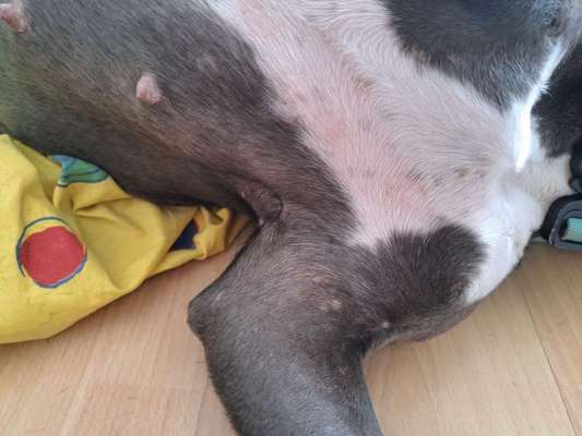 Ausschlag? Allergie? Was könnte das sein.?-Beitrag-Bild