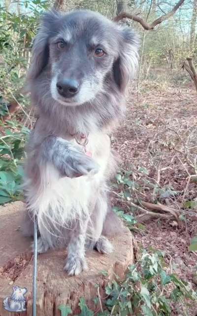 Unsere Fellnasen im Regenbogenland-Beitrag-Bild