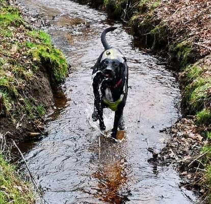 Dogorama-Monats-Challenge-Mai "Wasser"-Beitrag-Bild