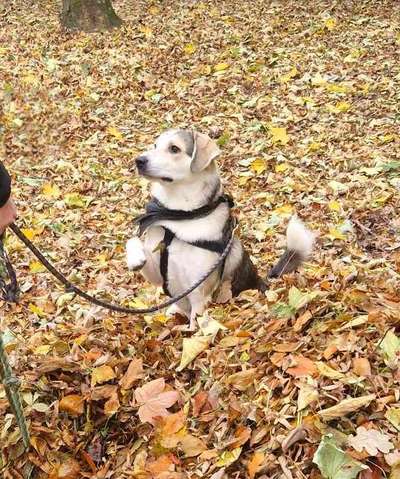 TierschutzhundeStammtisch🐕-Beitrag-Bild