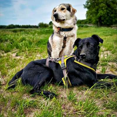TierschutzhundeStammtisch🐕-Beitrag-Bild