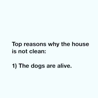 Hunde Memes-Beitrag-Bild