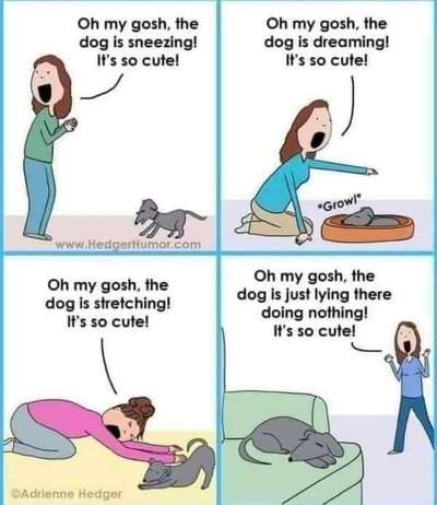 Hunde Memes-Beitrag-Bild